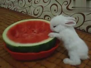 兔子研究吃瓜,揭示其营养与生态价值