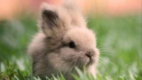 兔子研究吃瓜,揭示其营养与生态价值