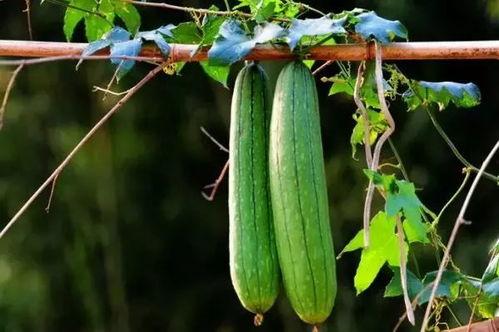 夏季吃哪三瓜,三瓜养生攻略