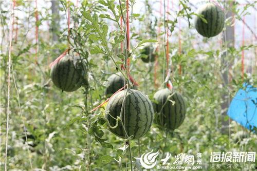 深圳公园吃瓜事件视频,一场引发热议的公共行为争议