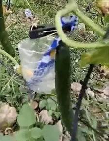 深圳公园吃瓜事件视频,一场引发热议的公共行为争议