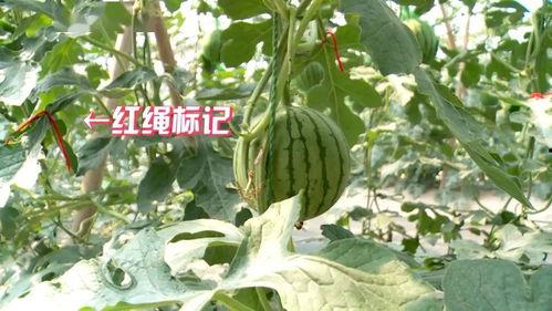 吃瓜影响运势,揭秘日常饮食与运势之间的微妙关系