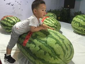 惠水吃瓜群众事件,网络围观下的社会现象解析