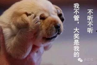 吃瓜群众赶紧回家,赶紧回家,揭秘背后的故事