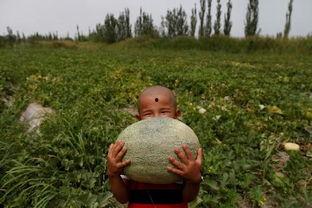 珍妮妈妈吃瓜群众,吃瓜群众的视角解读