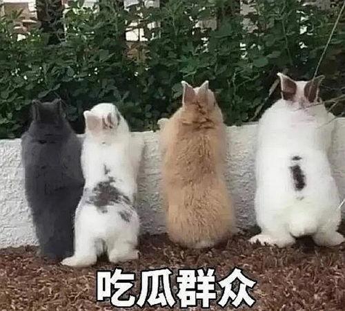 吃瓜掉身上了,一场网络爆红的奇幻之旅