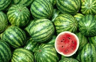 甘肃游客吃蜜瓜视频,游客品尝甜蜜之旅