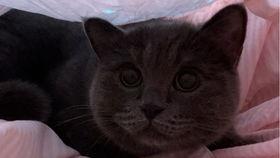 小猫小猫吃瓜,揭秘小猫吃瓜的趣味瞬间